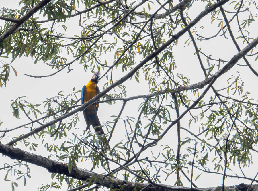 Blue and Yellow Macaw