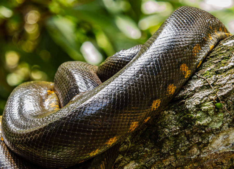 Anaconda
