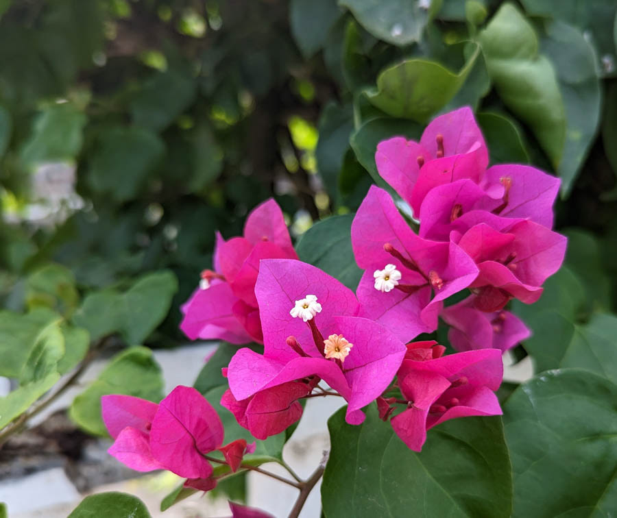 Bougainvilla