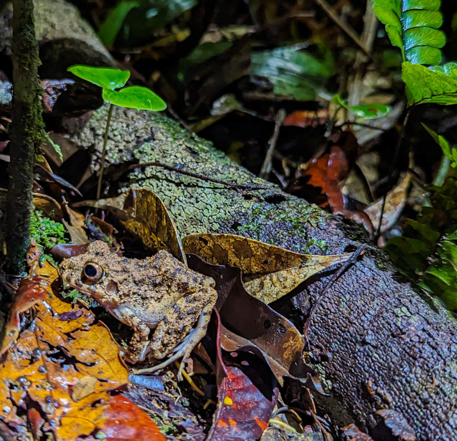 South American Common Toad