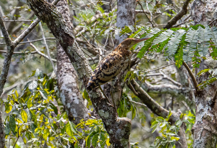 Tiger Heron