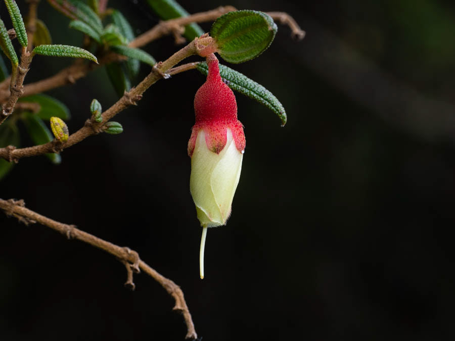 Pucachaglla (brachyotum ledifolium)