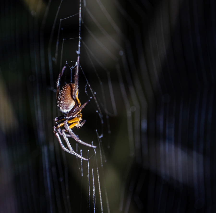 Golden Org Weaver Spider