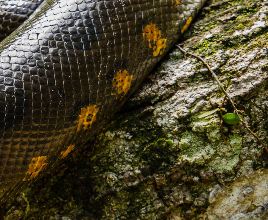 Anaconda