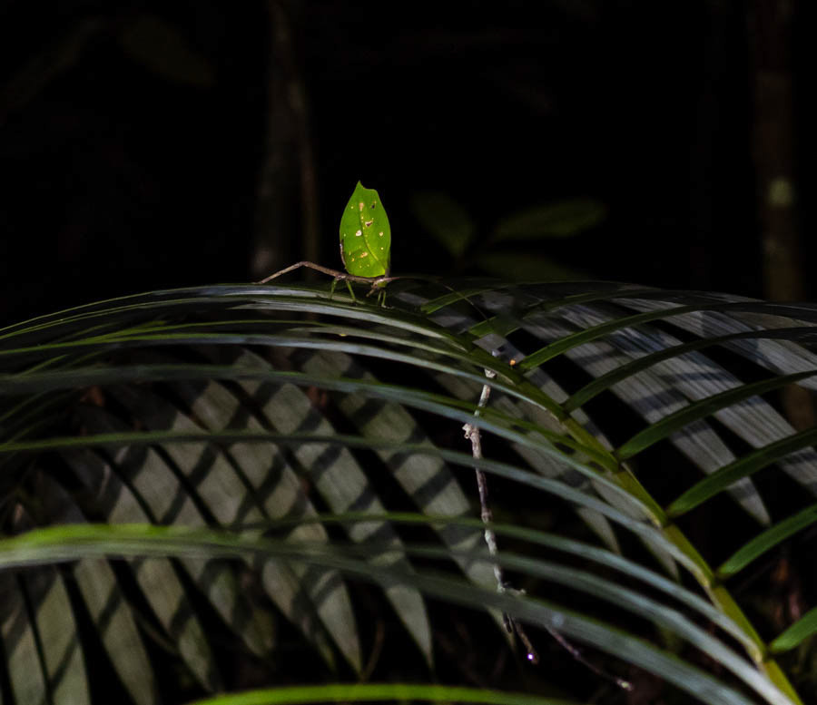 Leaf Cricket - what we didn't see was the red glow (most likely the eyes of a spider) and the purple glow (potentially from the eye of a small snake!)