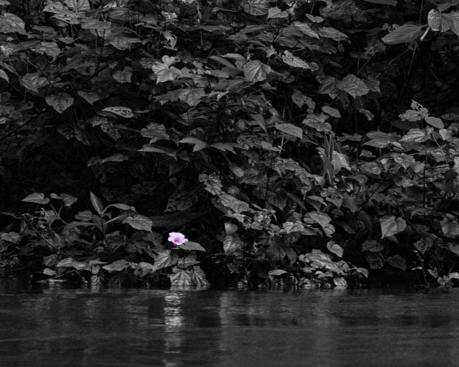 Tievine (ipomoea cordatotriloba)