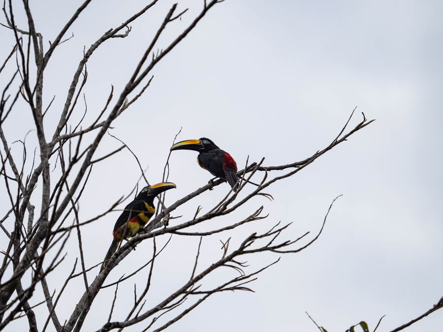 Fiery-Billed Toucan