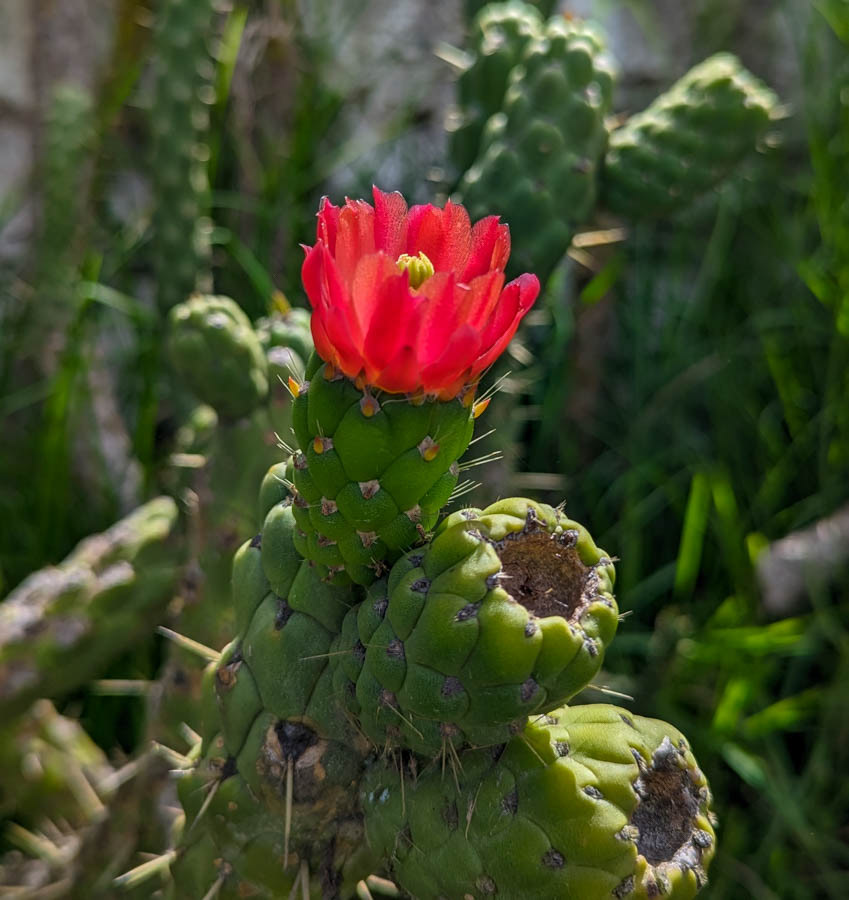 Eve's Needle (Austrocylindropuntia subulata)