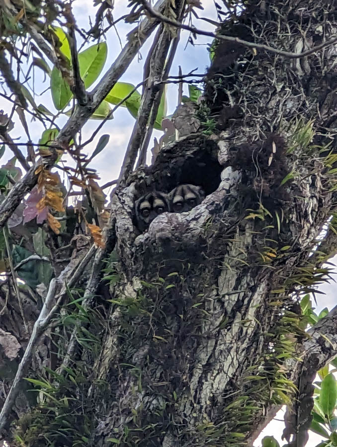 Owl Monkey (or Night Monkey)