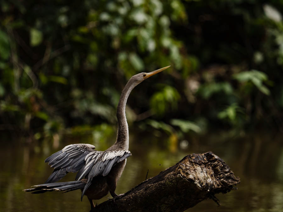 Ahinga - similar to a cormorant