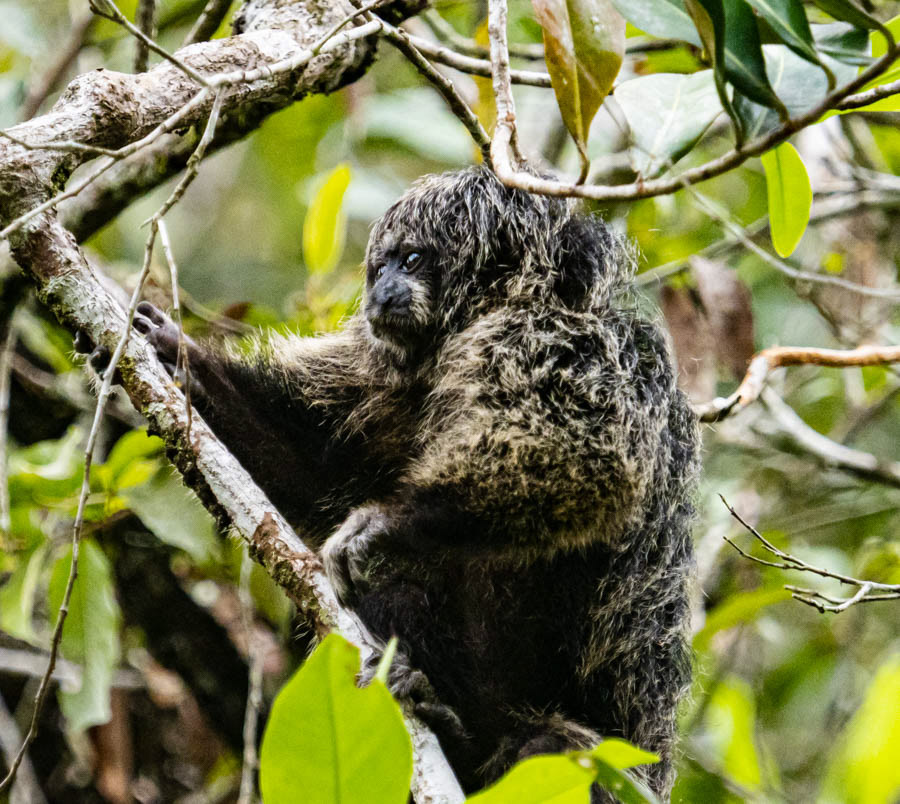 Monk Saki Monkey