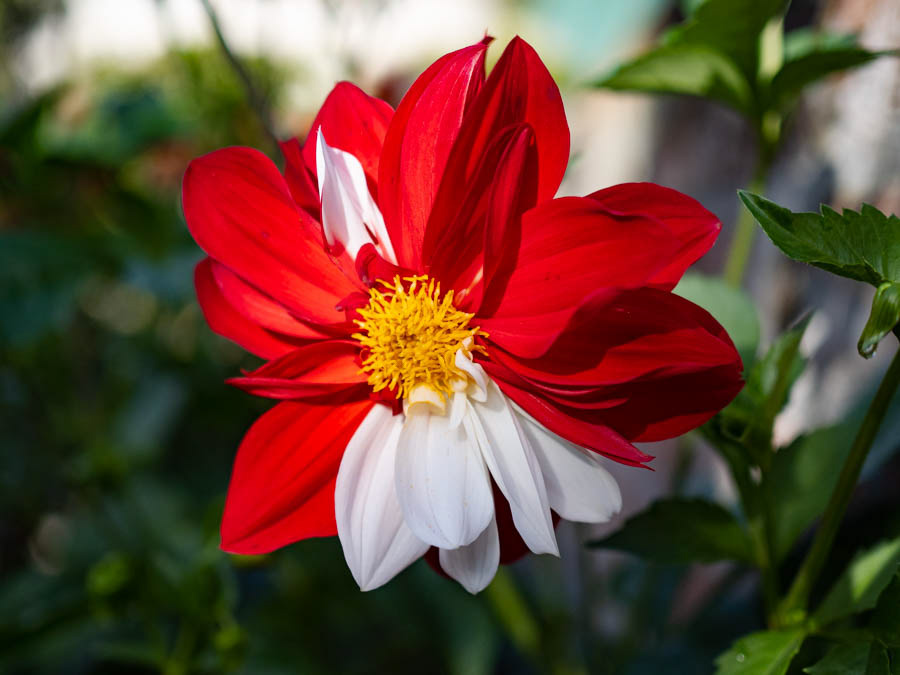 Red & White Dahlia Pinnata