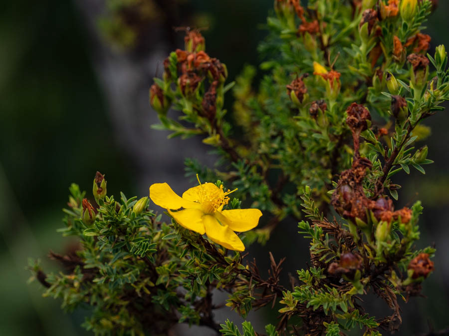 St. John's Wort (hypericum brasiliense)