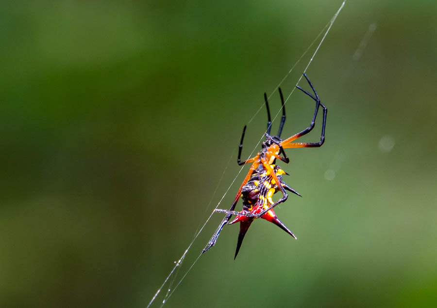 Spiny Orb Weaver Spider