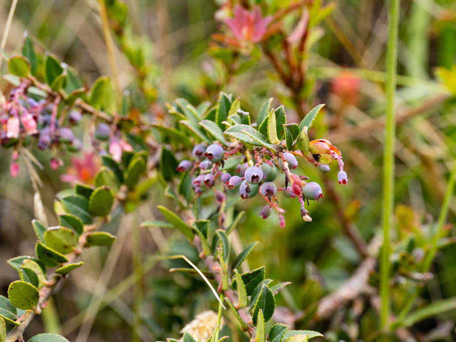 Blueberries