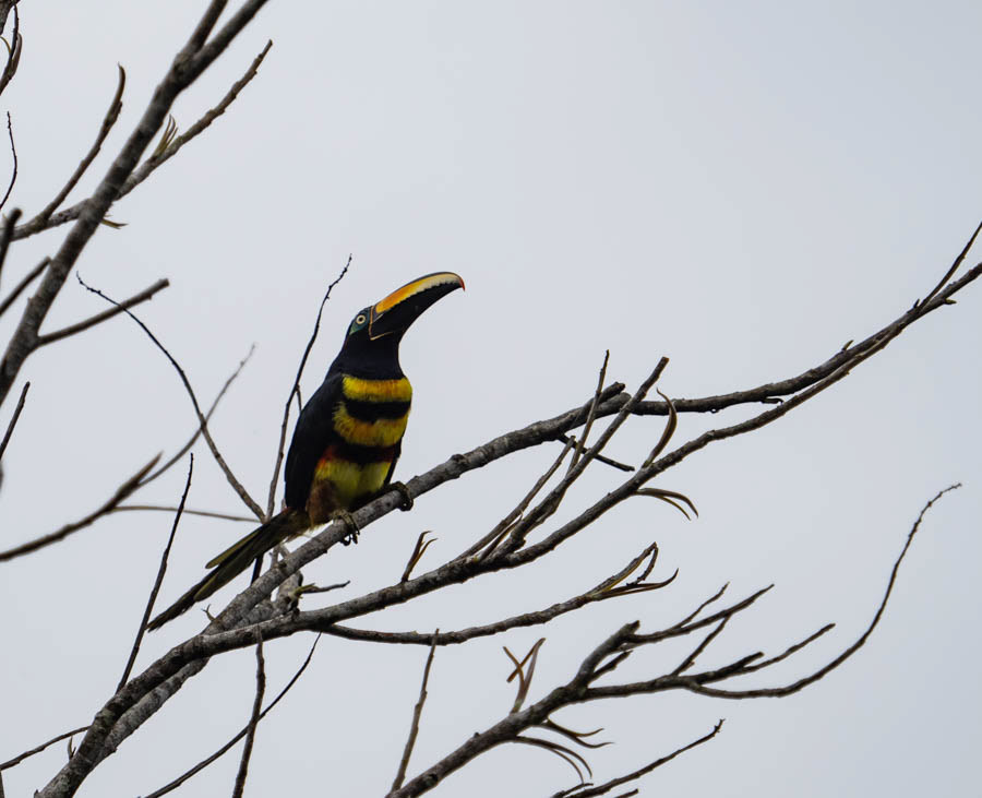 Fiery-Billed Toucan