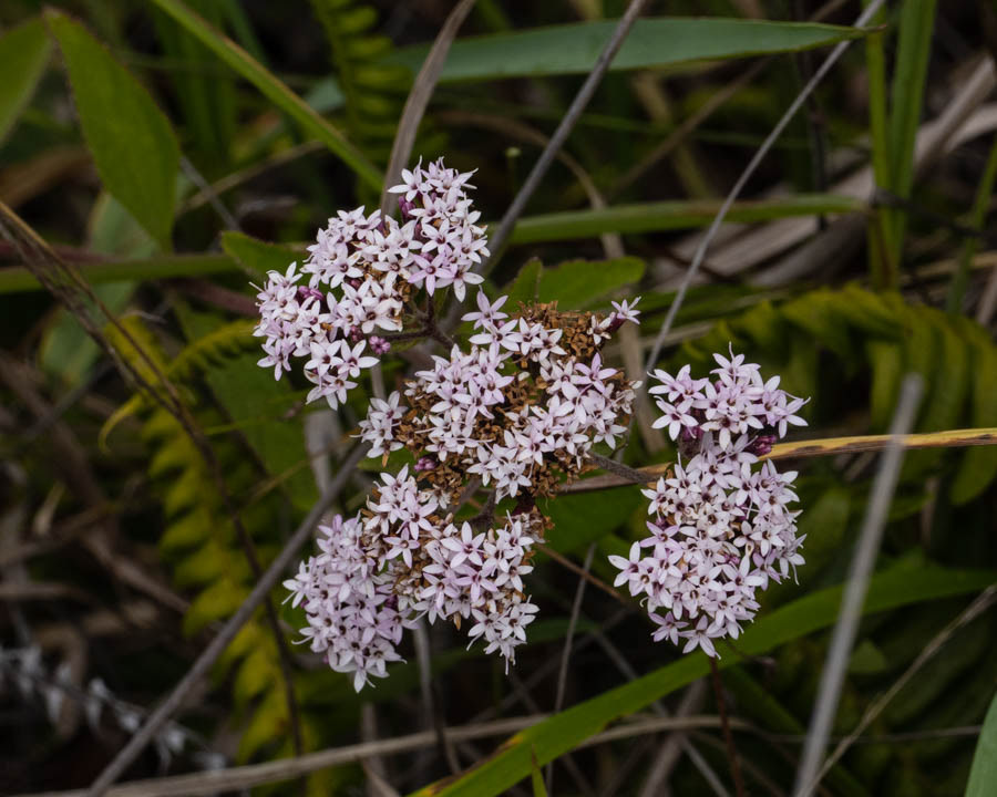 Rose Milkweed (asclepias incarnata)