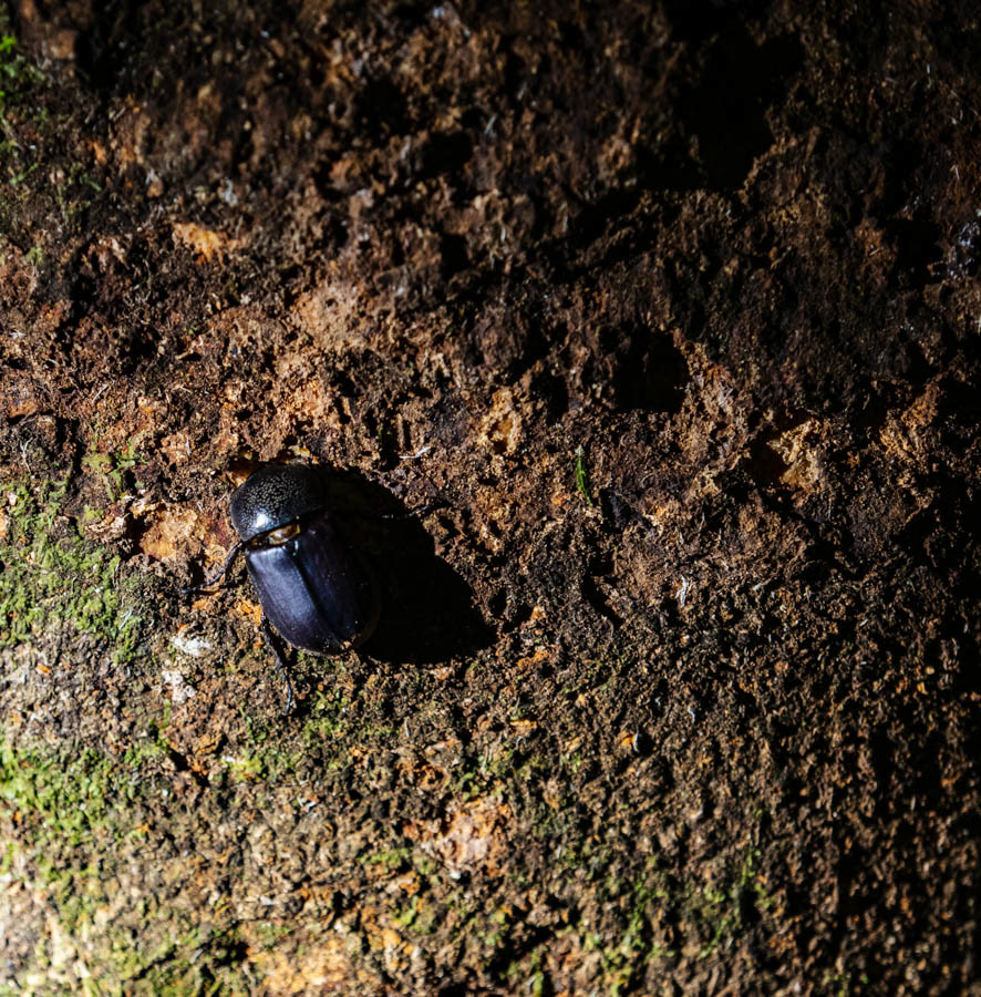 Beetle (possibly Dung Beetle)