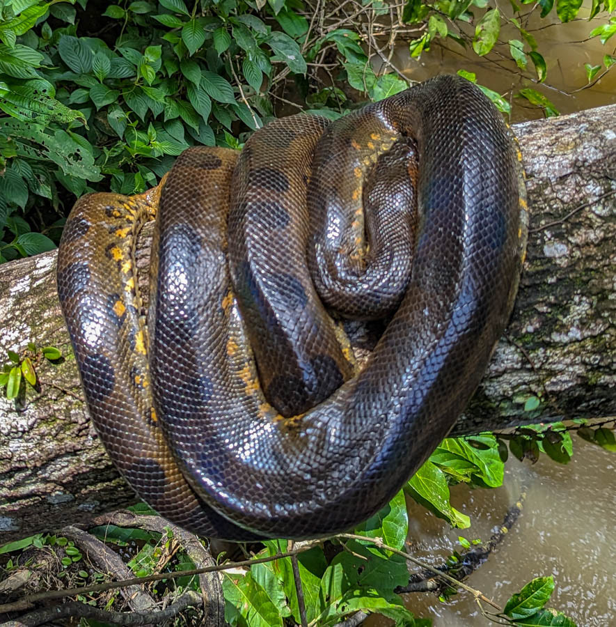Estimated to be 11 feet long