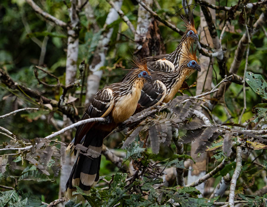 Research indicates that the hoatzin is the last surviving member of a bird line that branched off in its own direction 64 million years ago, shortly after the extinction event that killed the non-avian dinosaurs.