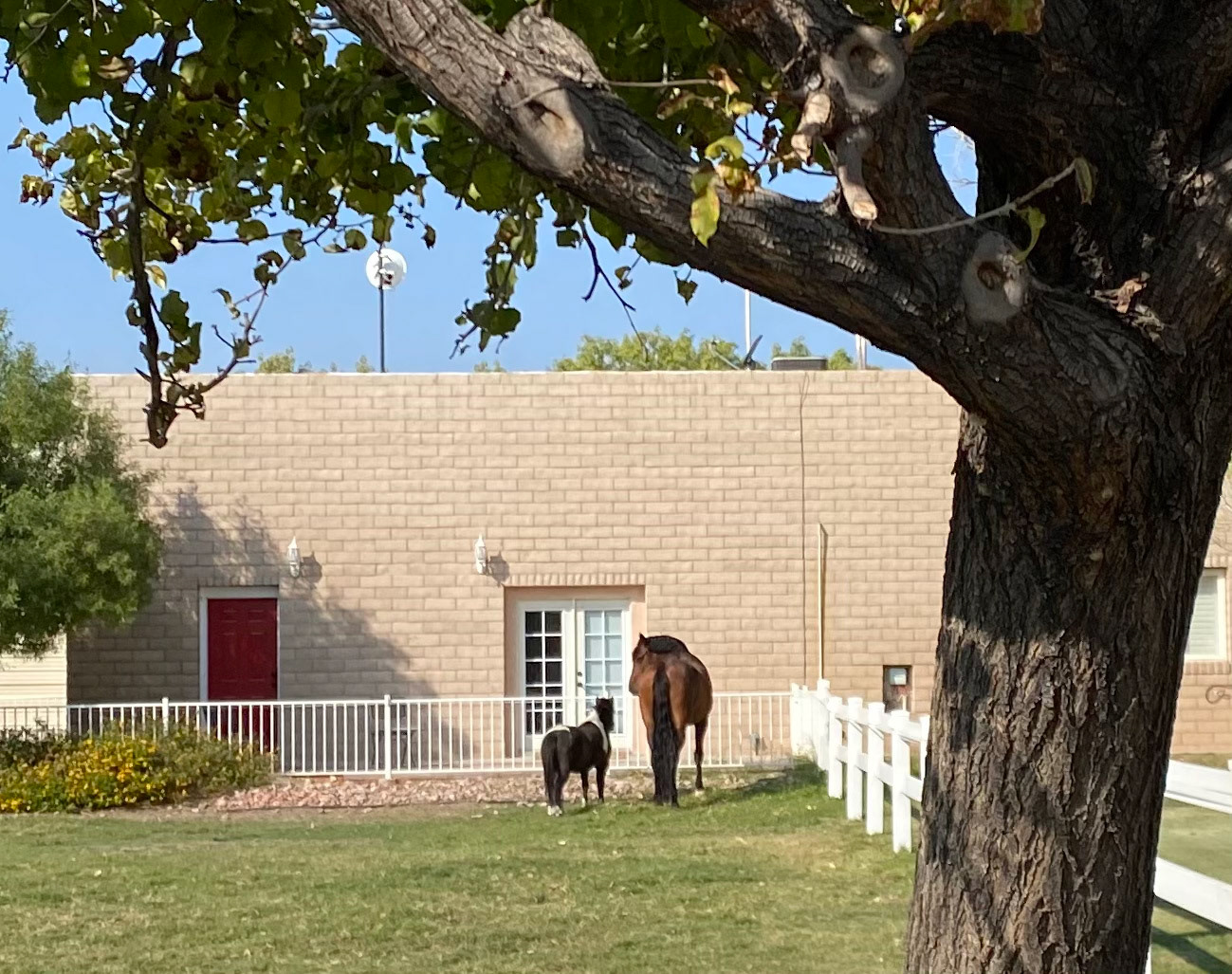 Guest House from Pasture 2