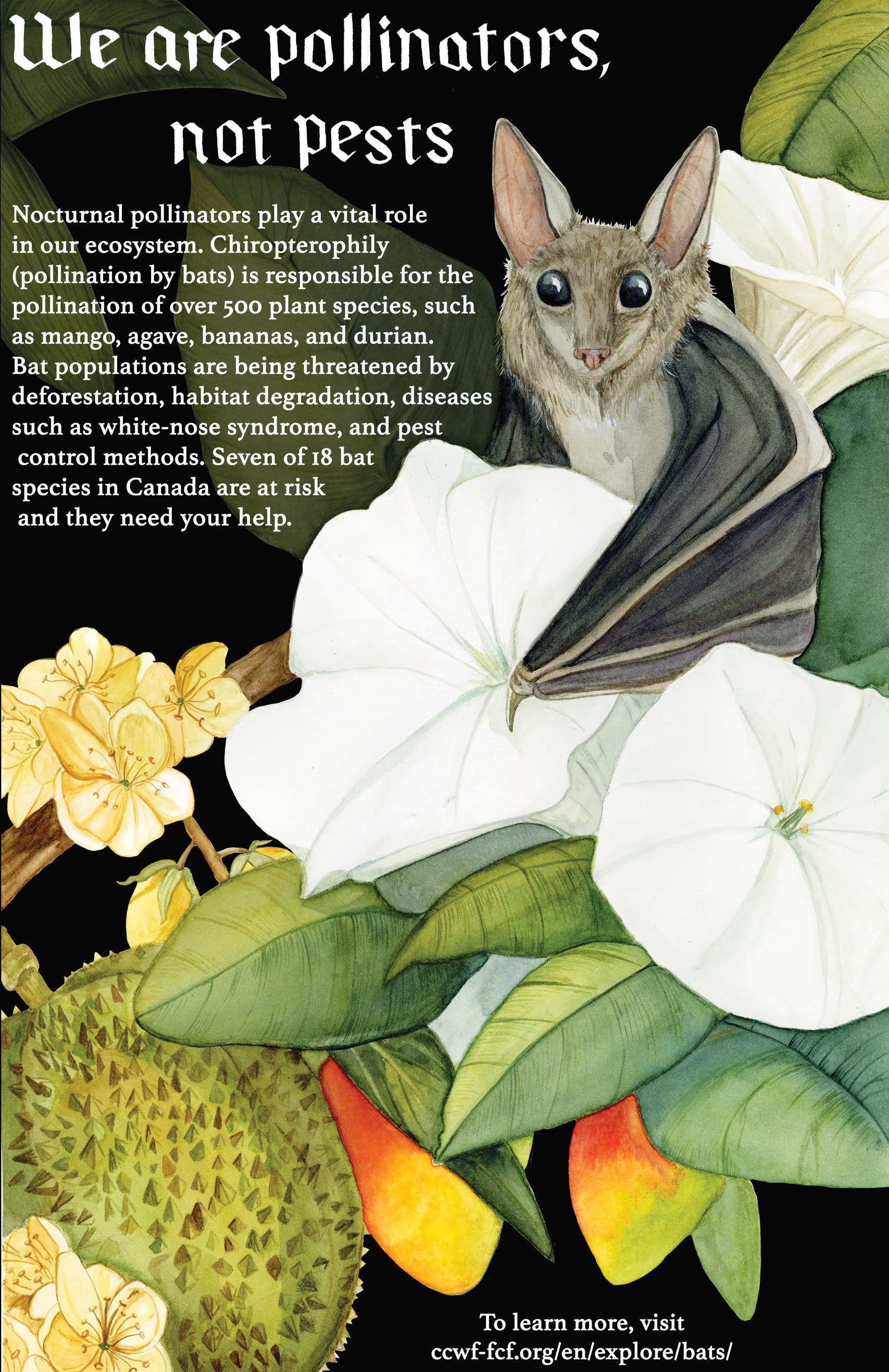 Nocturnal Pollinators Info Poster