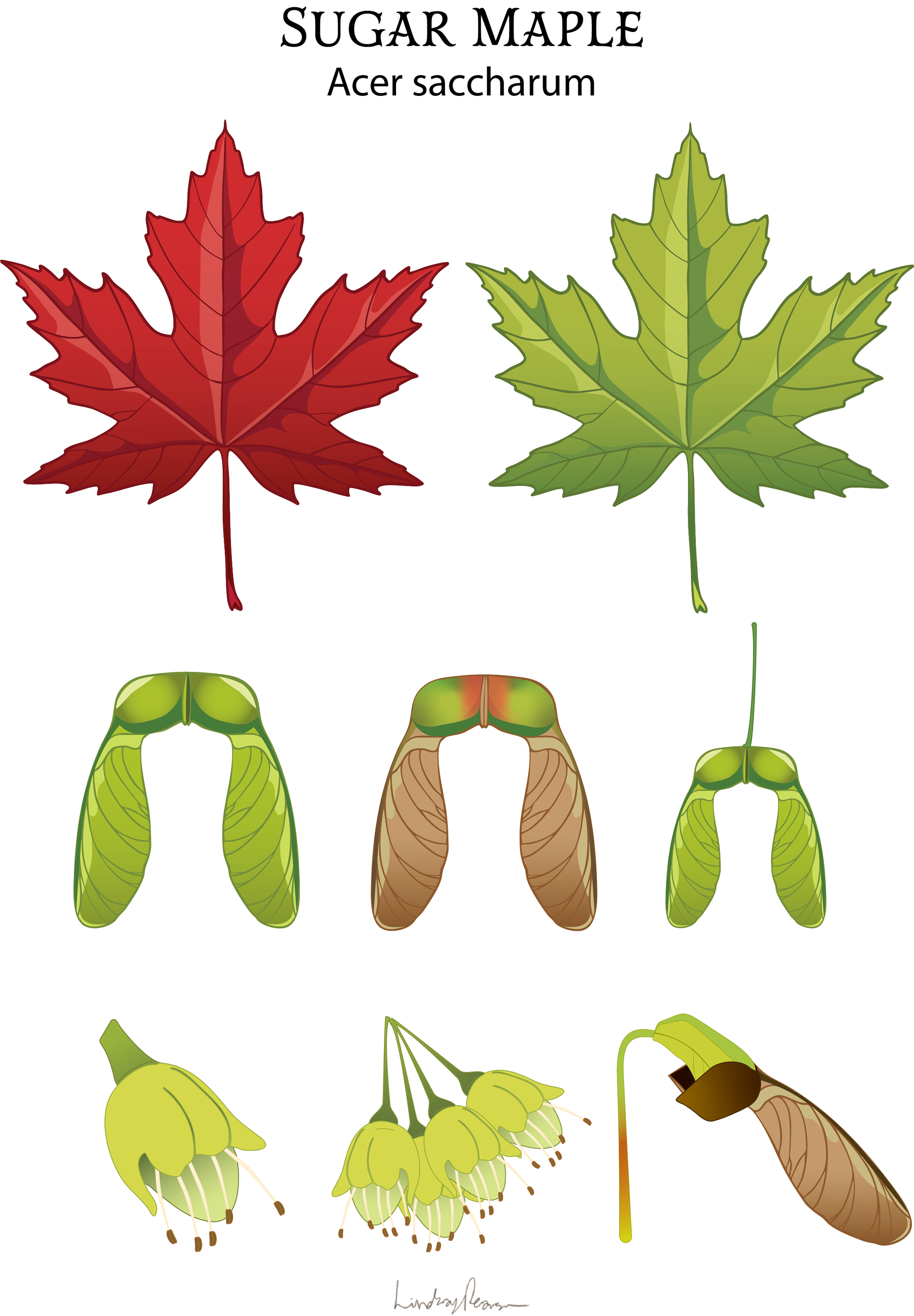 Sugar Maple - Vector Icons