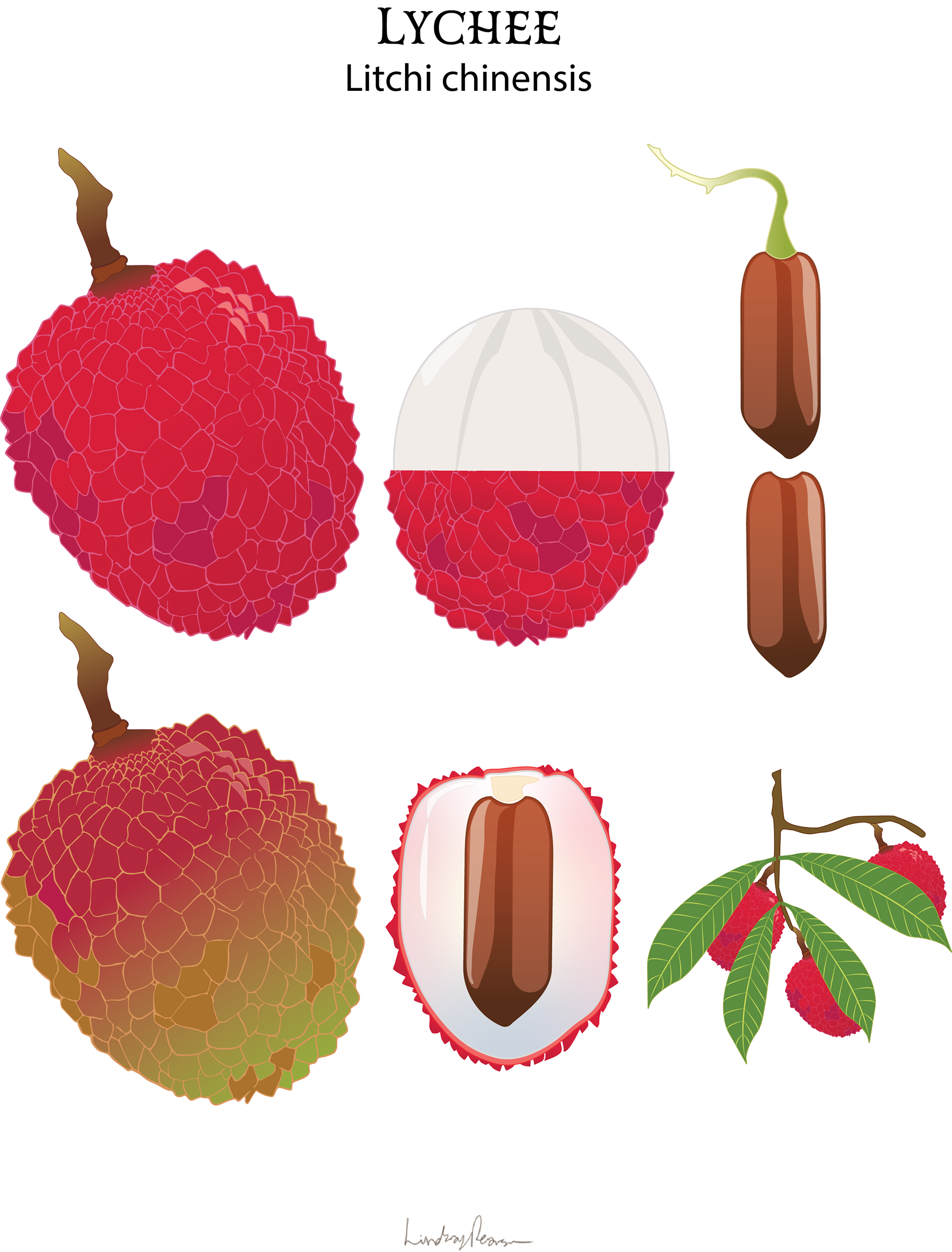 Lychee - Vector Icons