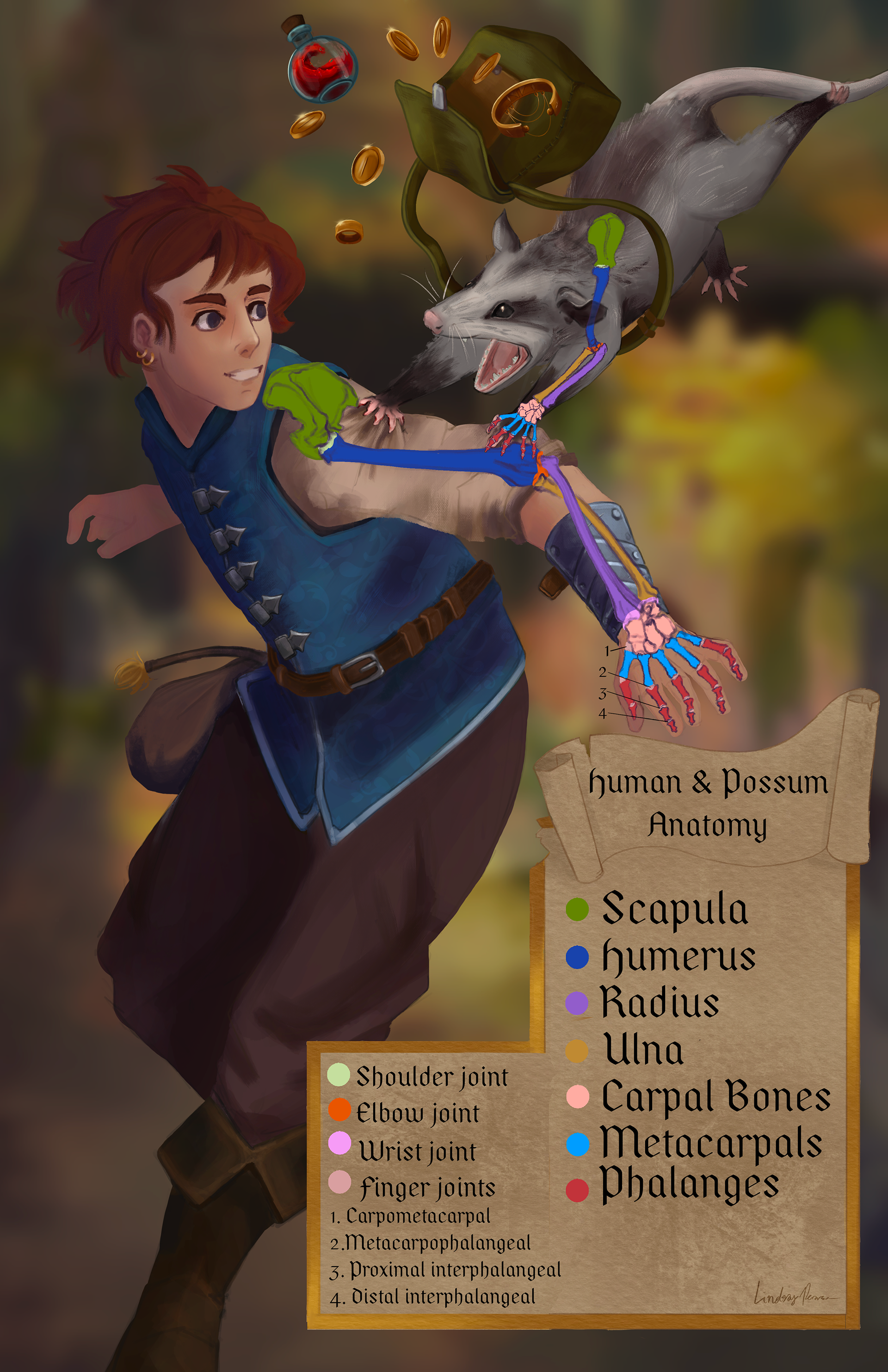 Comparative Anatomy of Human vs Possum | Digital