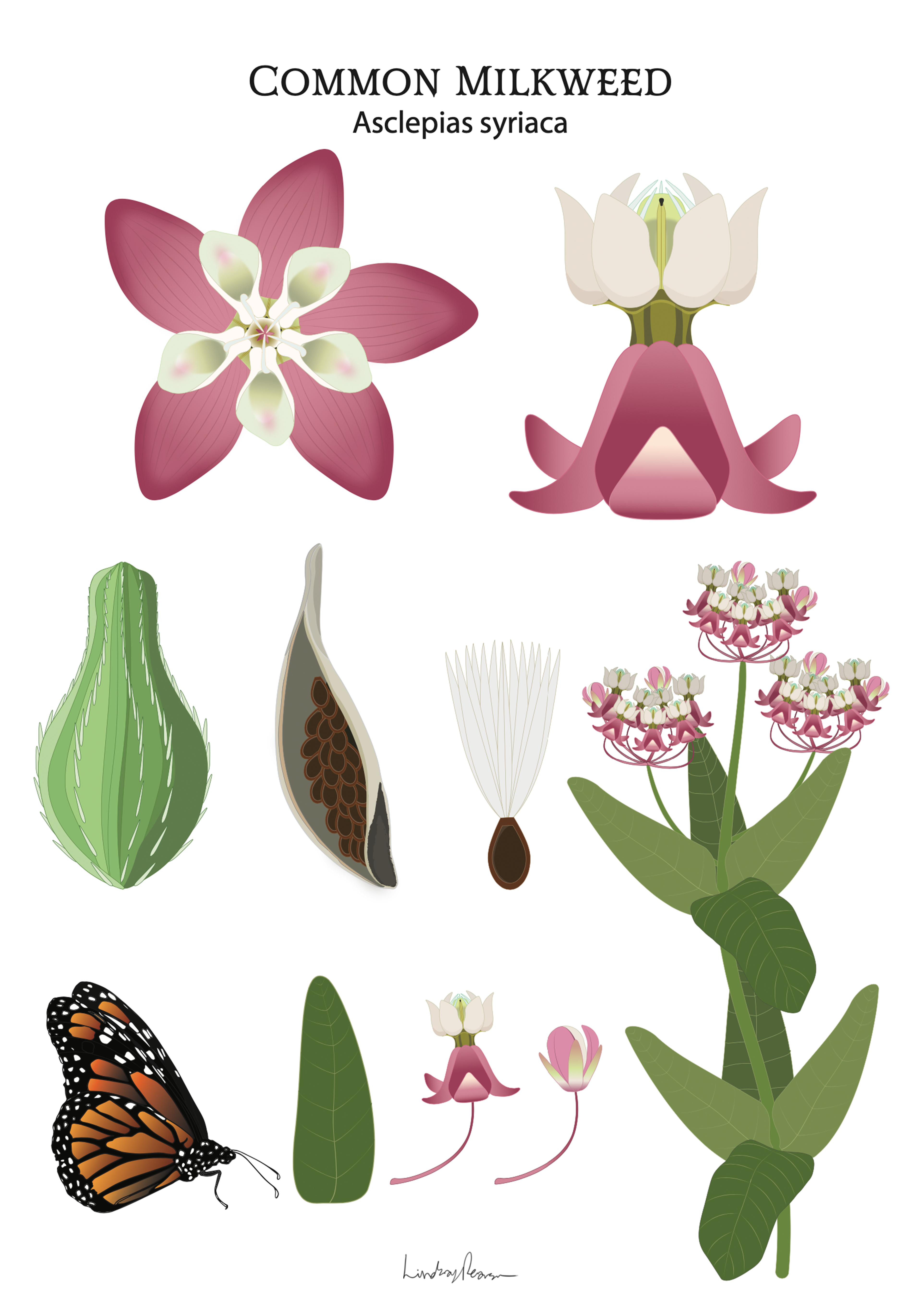 Common Milkweed - Vector Icons