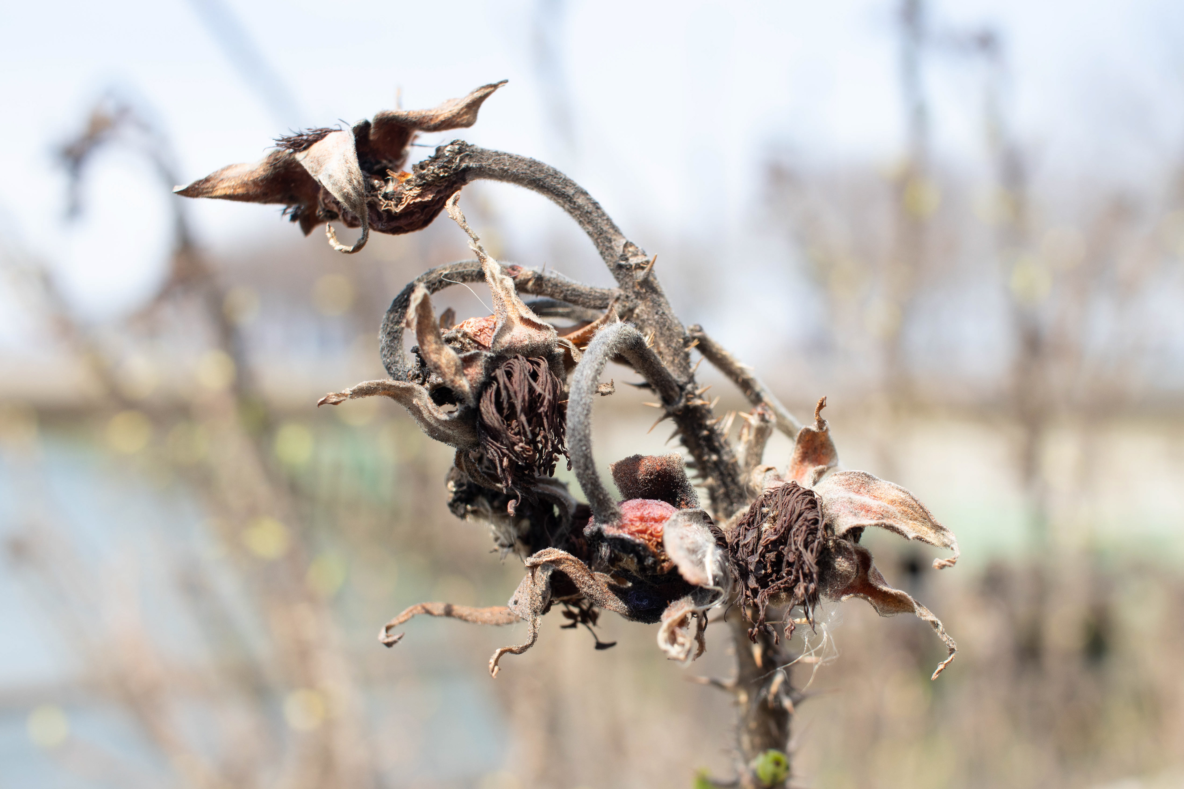 Rhine-gold! Rhine-gold! heia jaheia! heia jaheia!