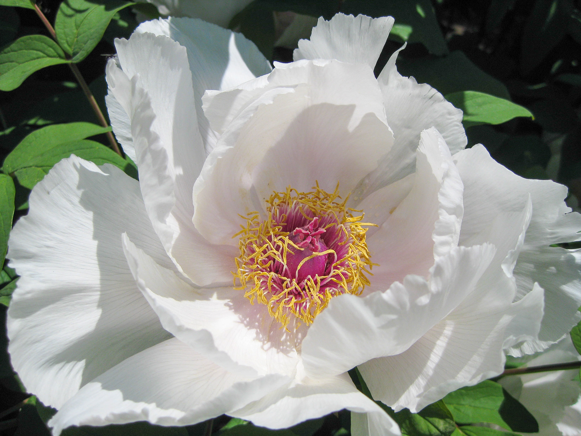 Nubile tree peony