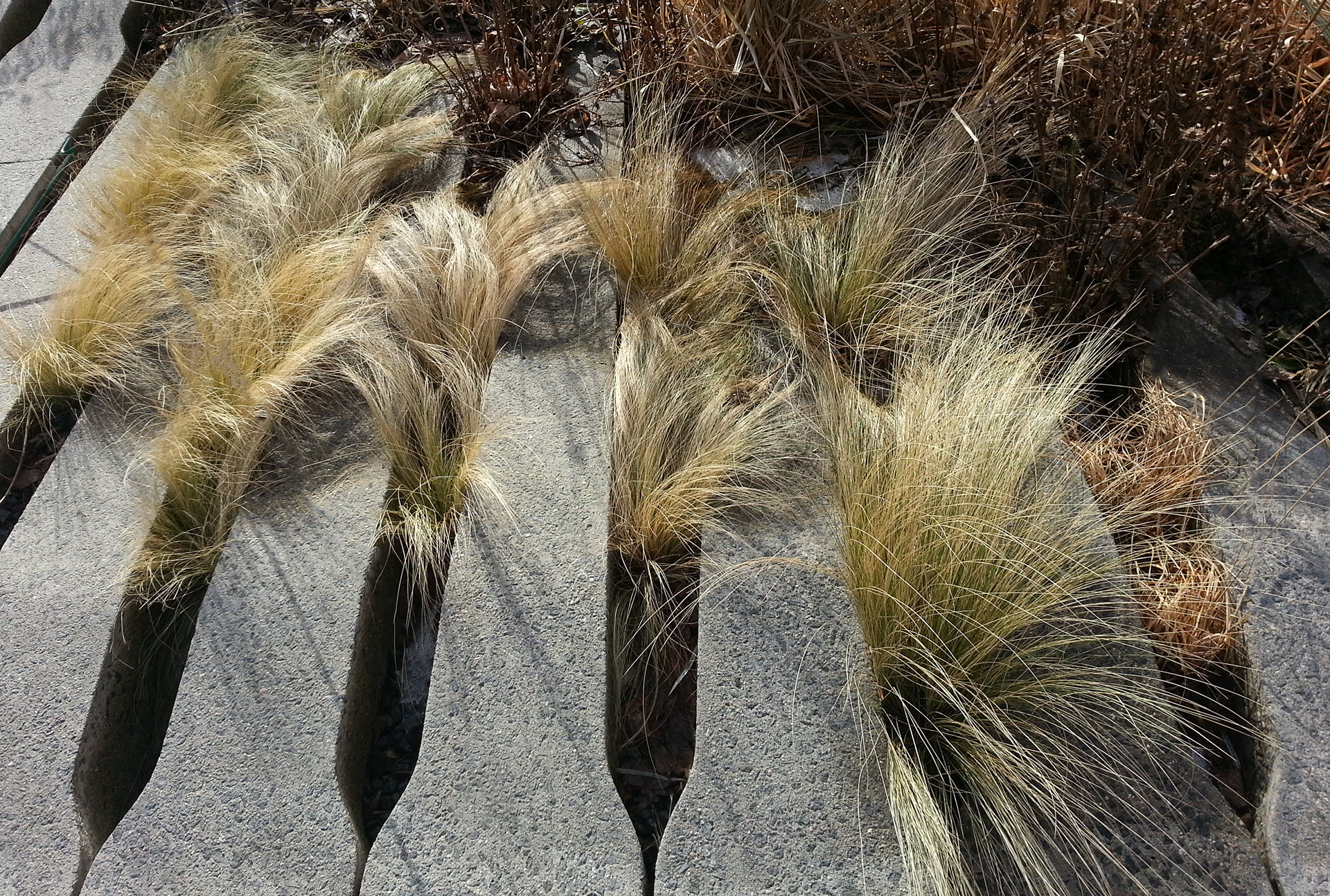 Autumn grasses