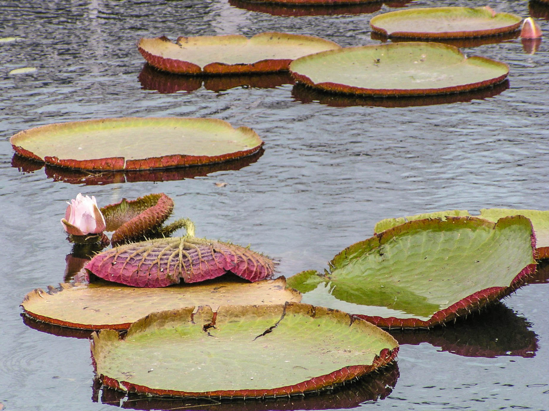 Victoria amazonica on a windy day