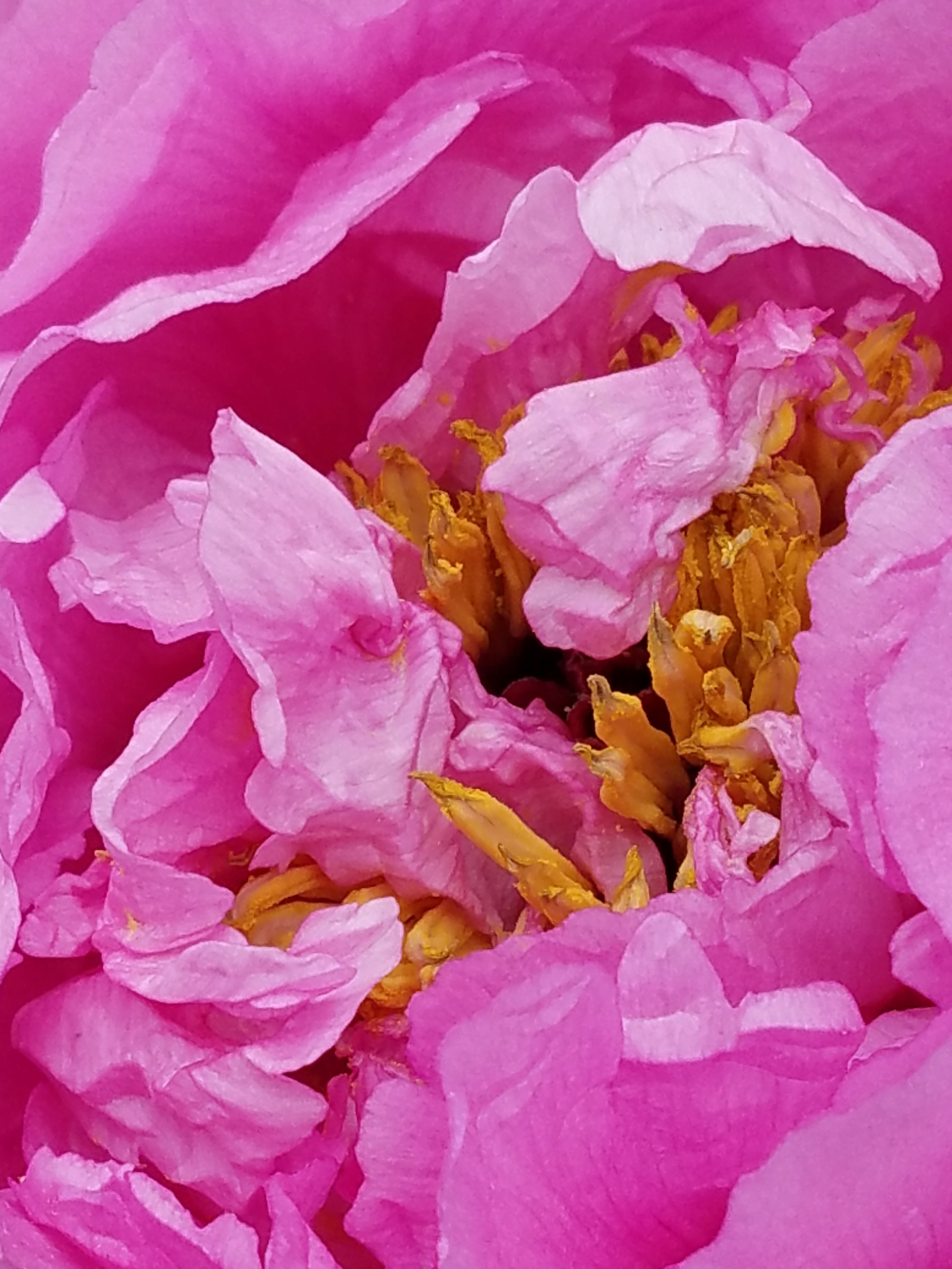 Heart of a peony