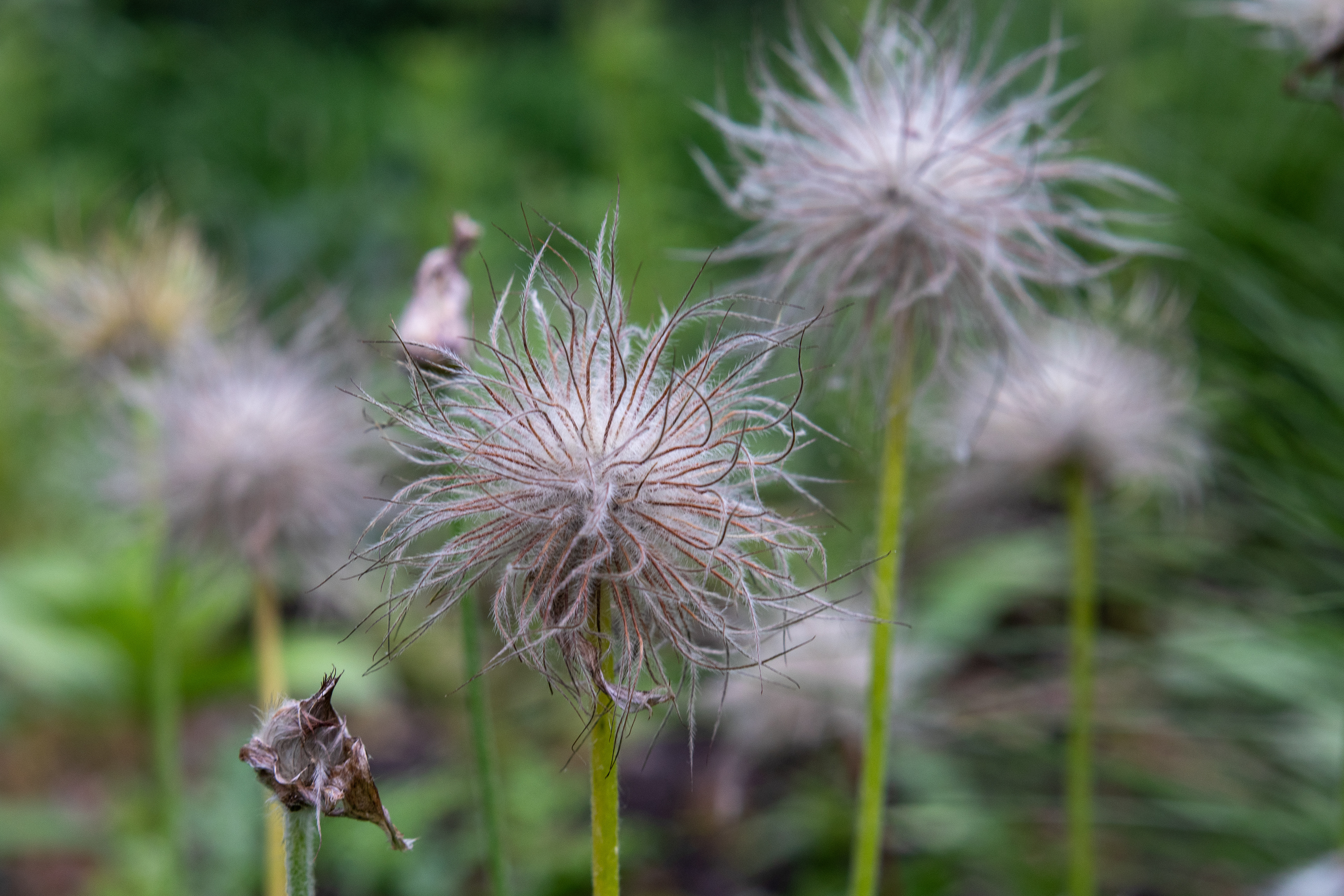 Clematis ballet studio