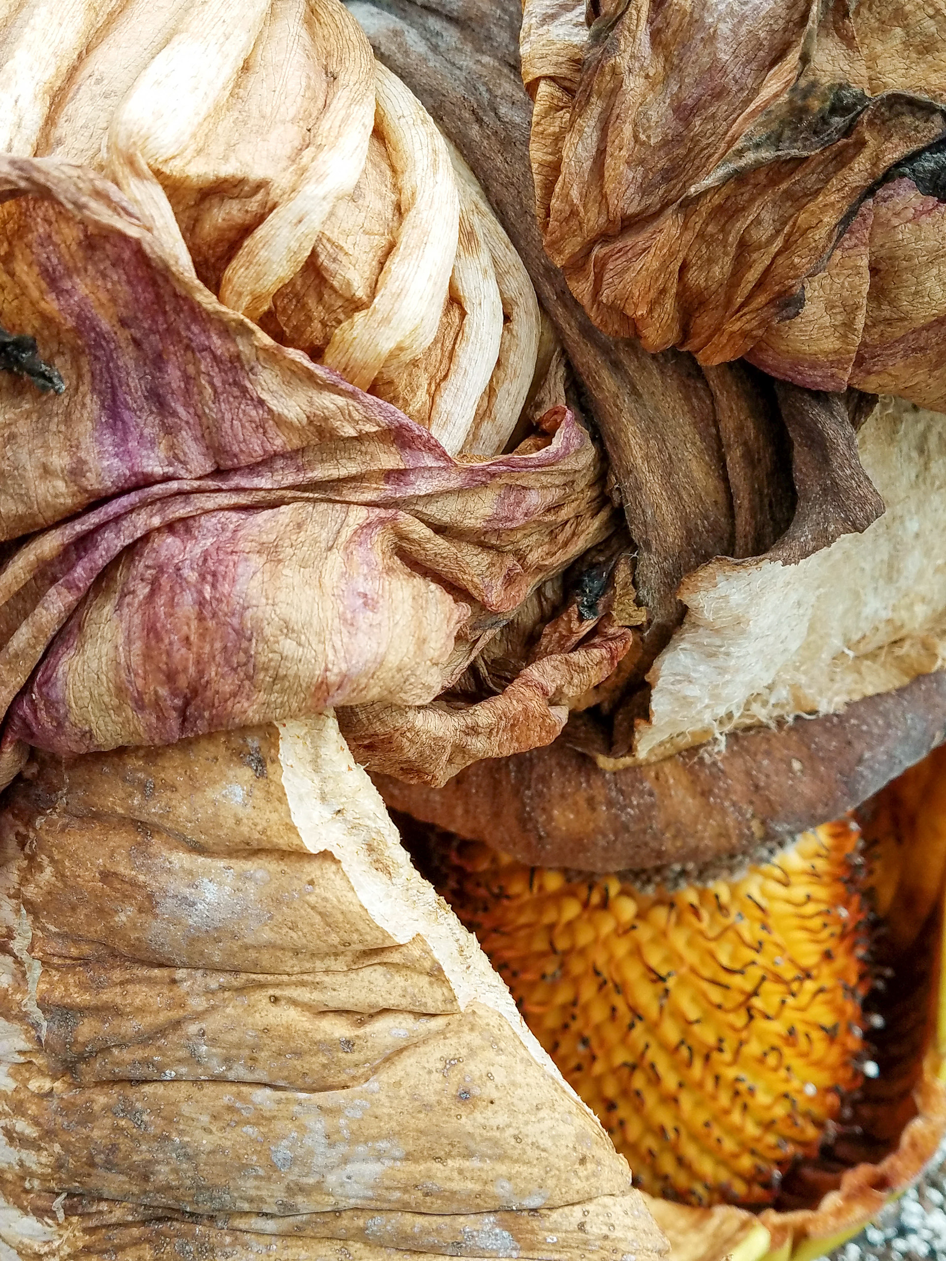 Amorphophallus wabi-sabi