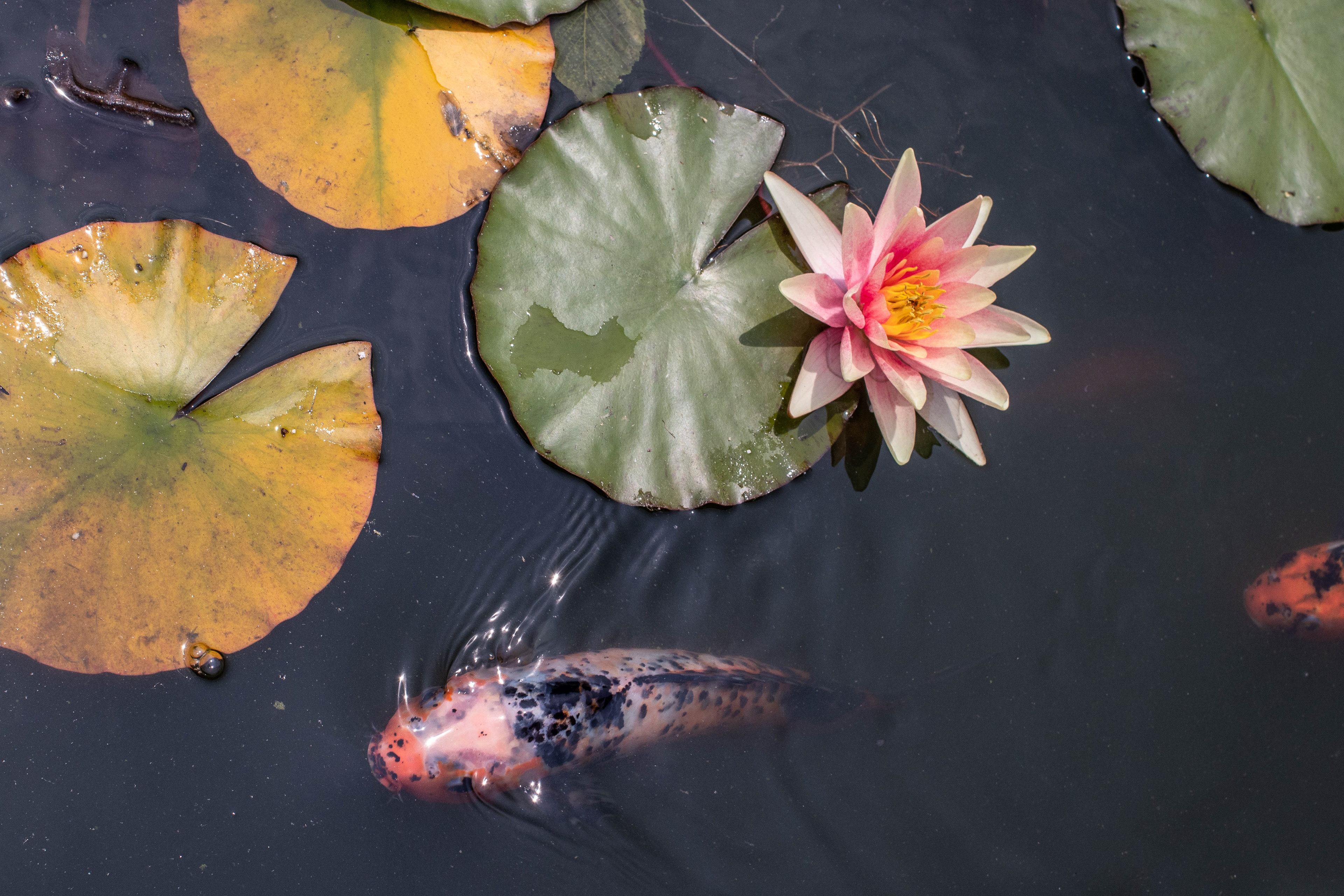 Lily and Koi