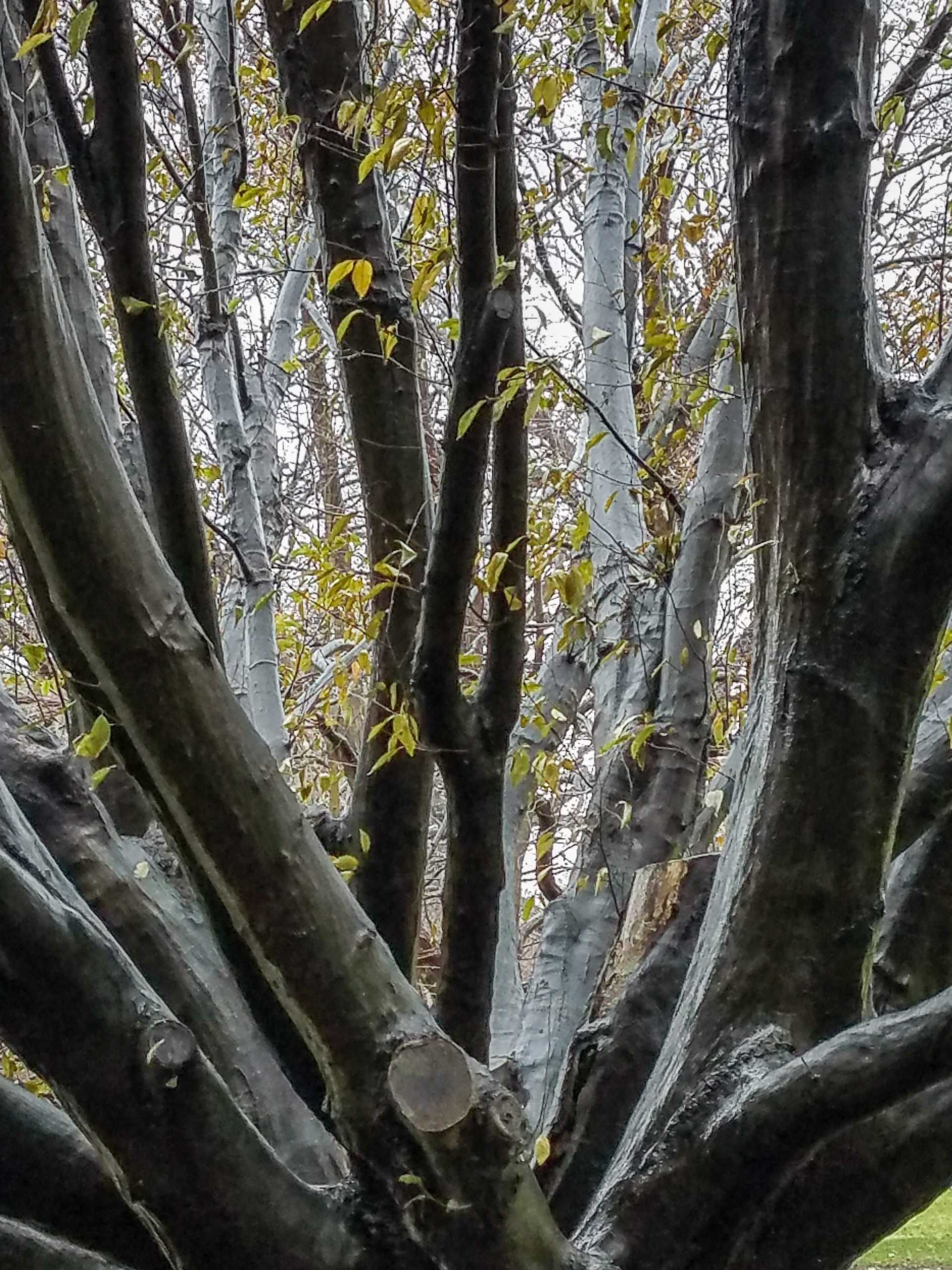Post-sprinkler European Hornbeam