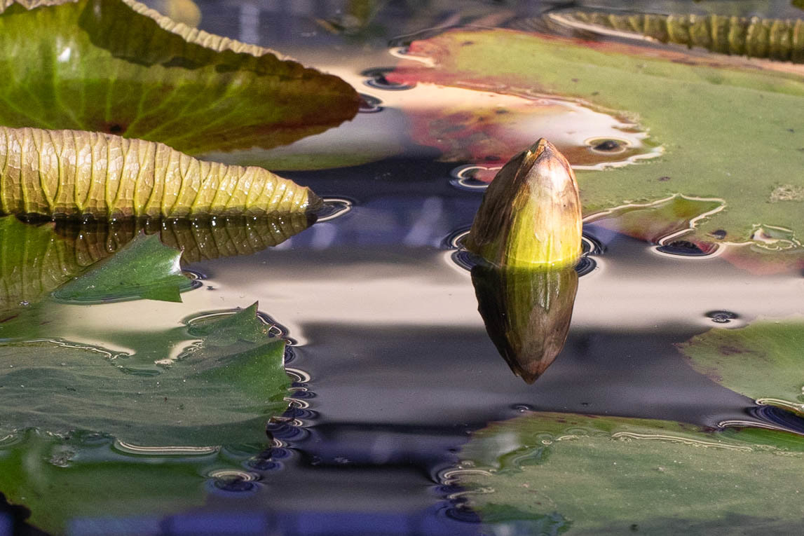 Tropical house waterlily