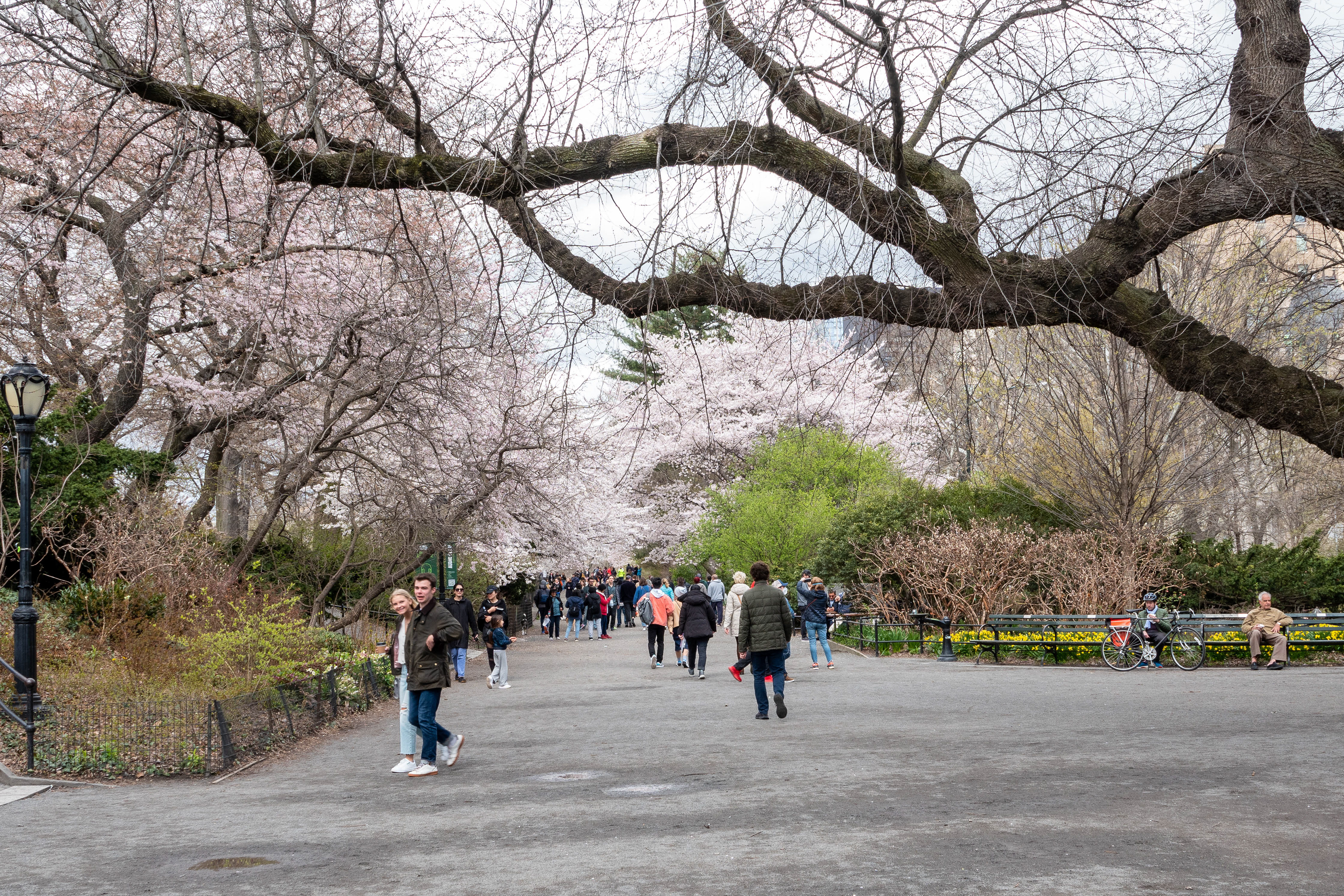 Central Park Cherries, 2022