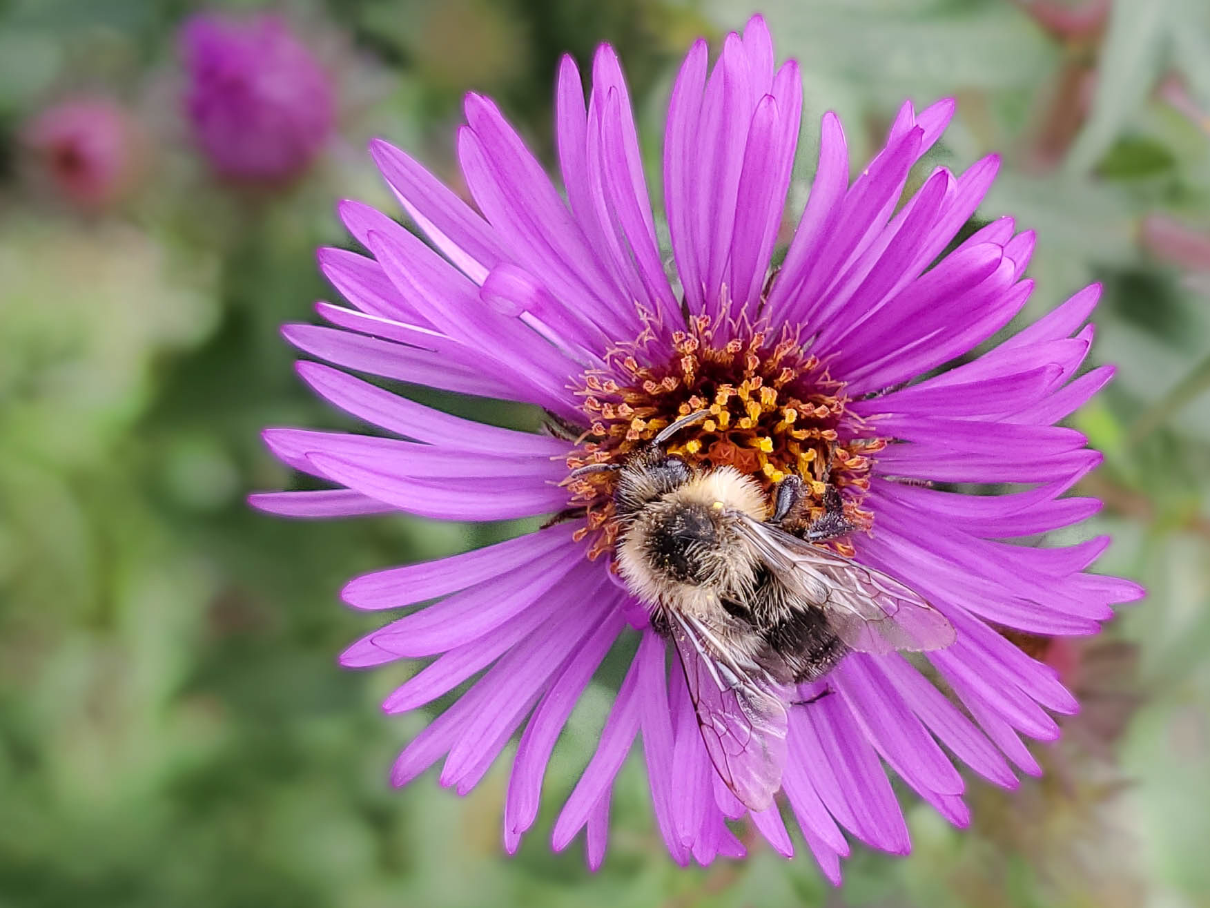 On the job and covered with pollen