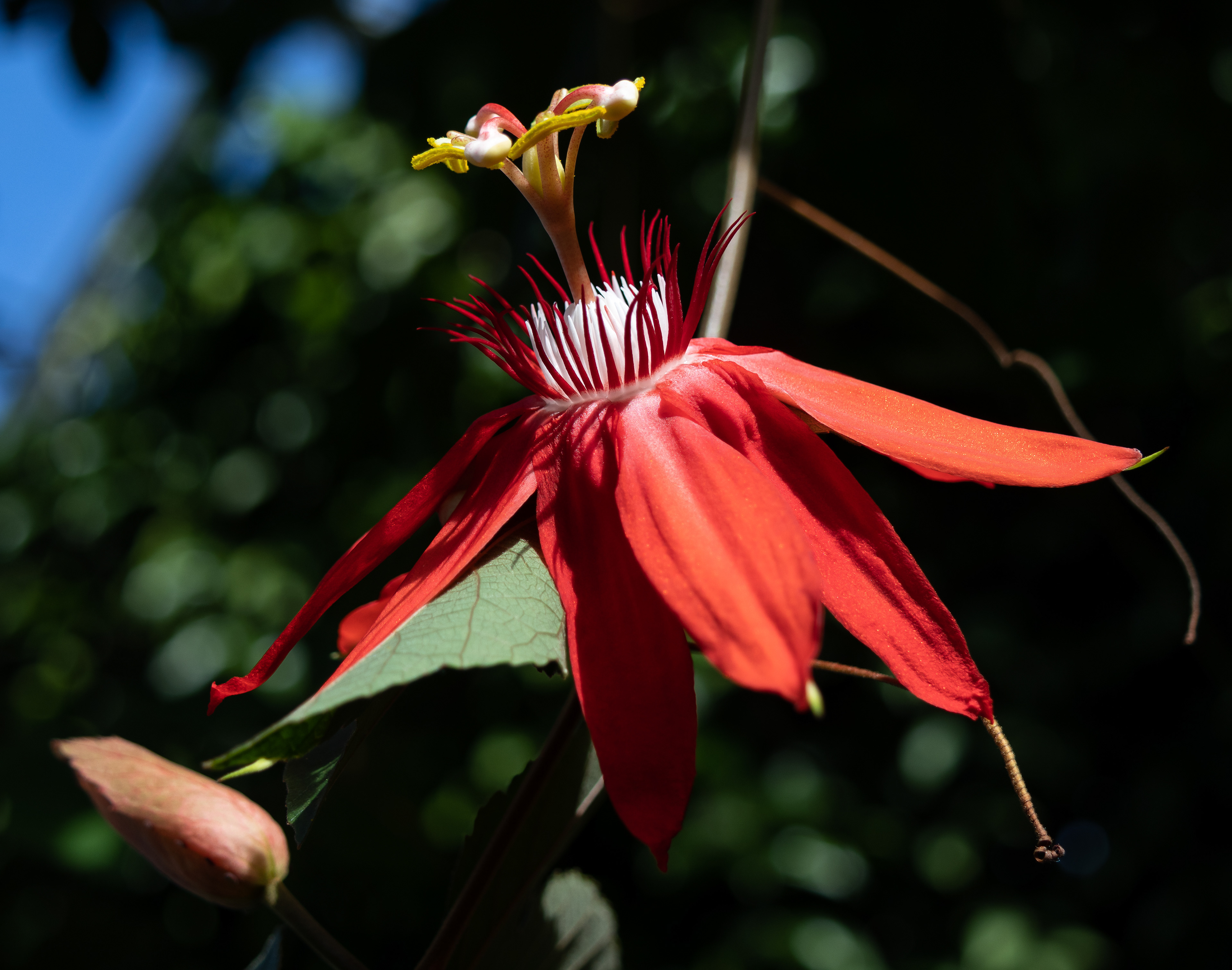 Passiflora