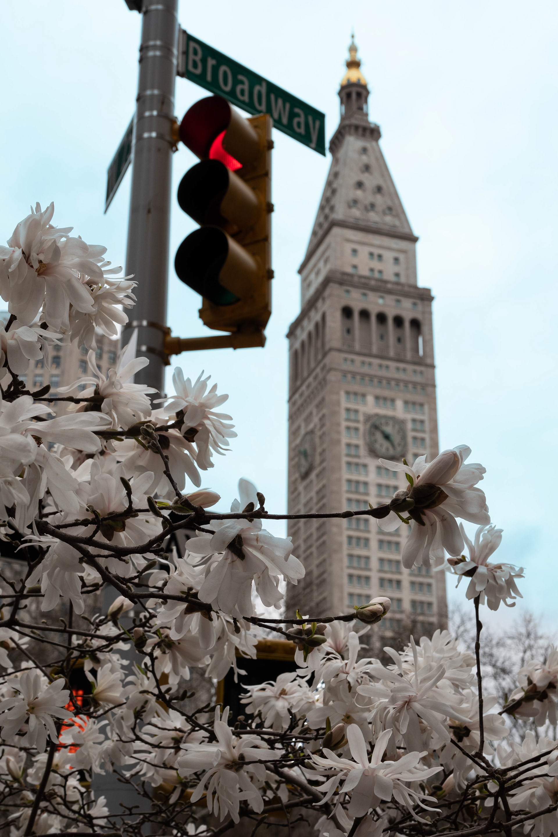 The first magnolia of spring