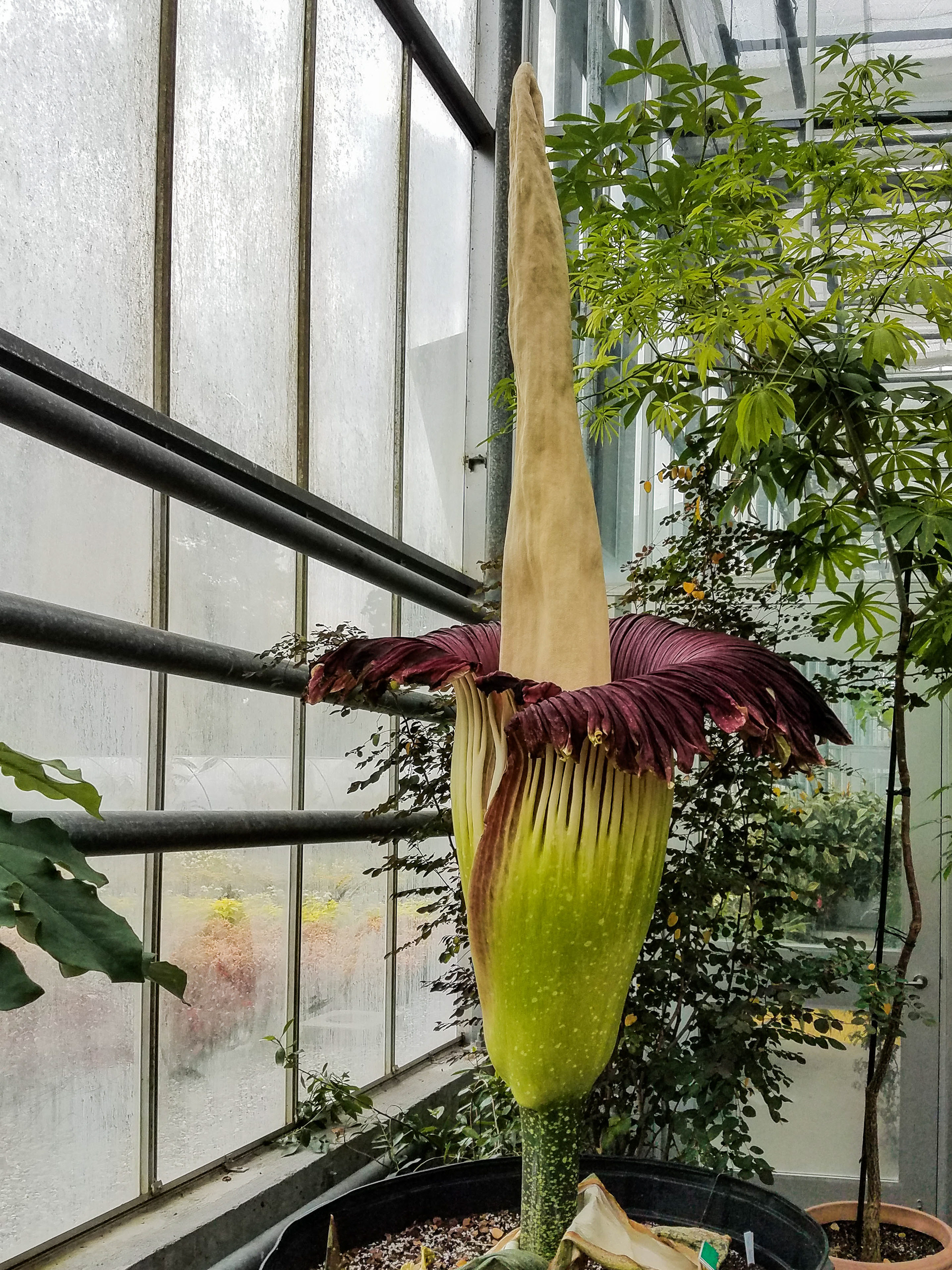 Unexhibited Amorphophallus