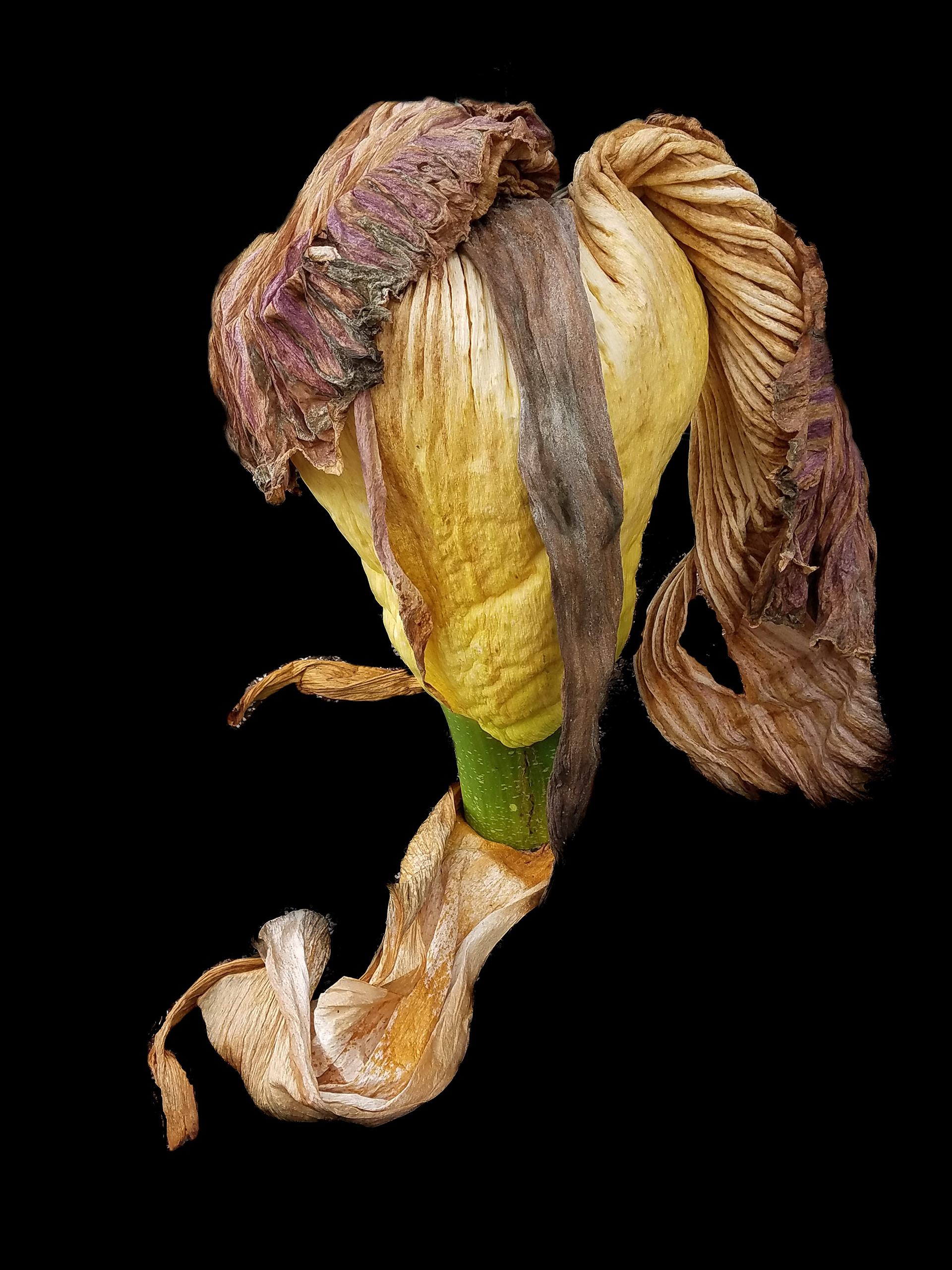 Amorphophallus wig stand