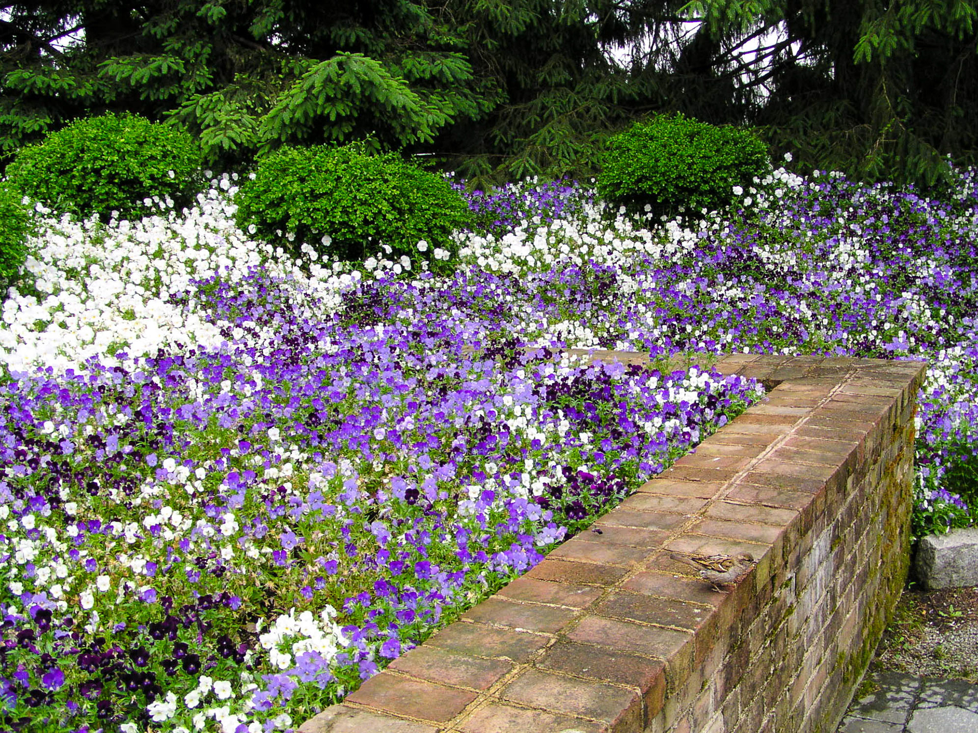 Violas by the Cafe