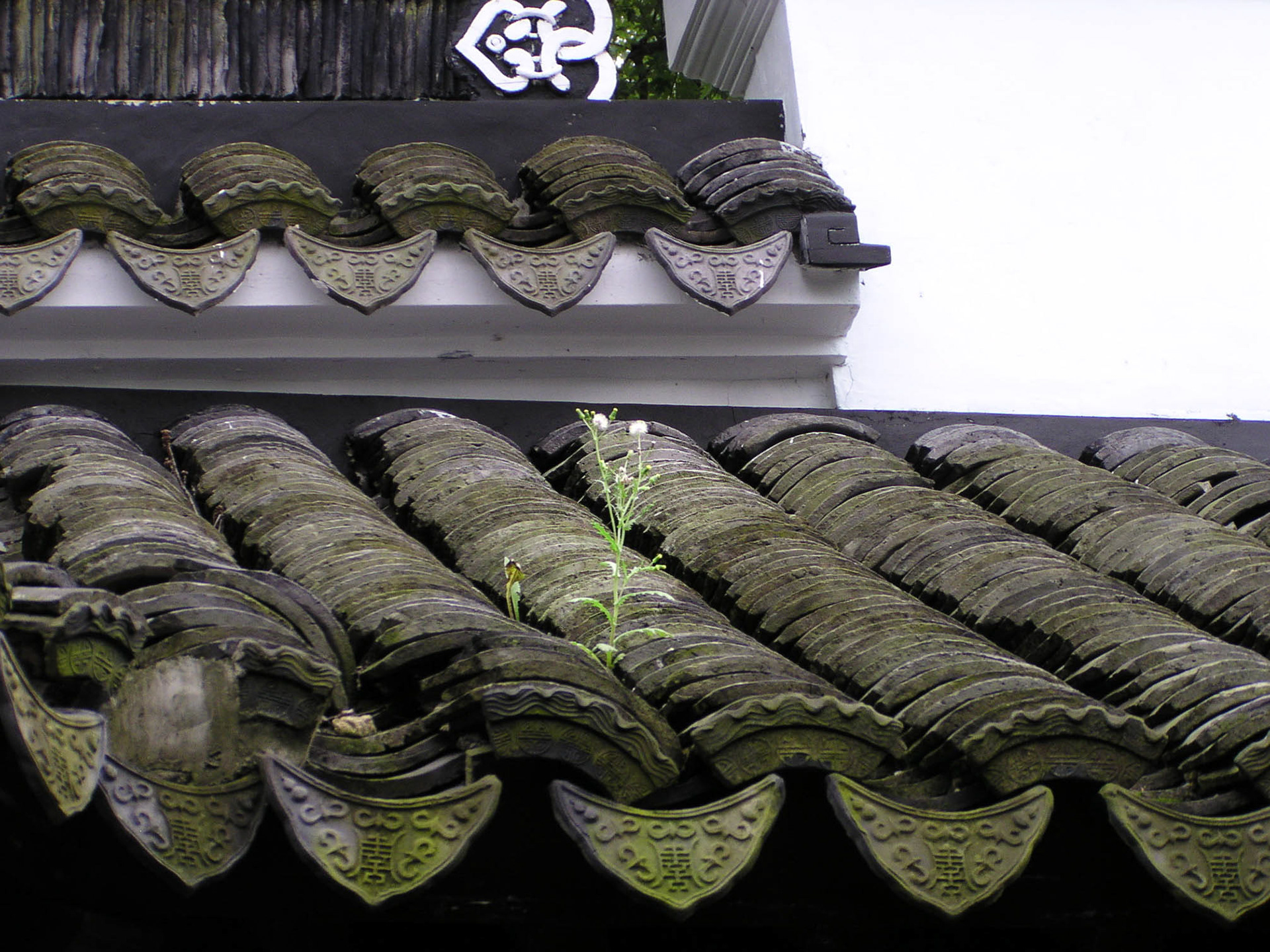 Life finds a way, up on the roof