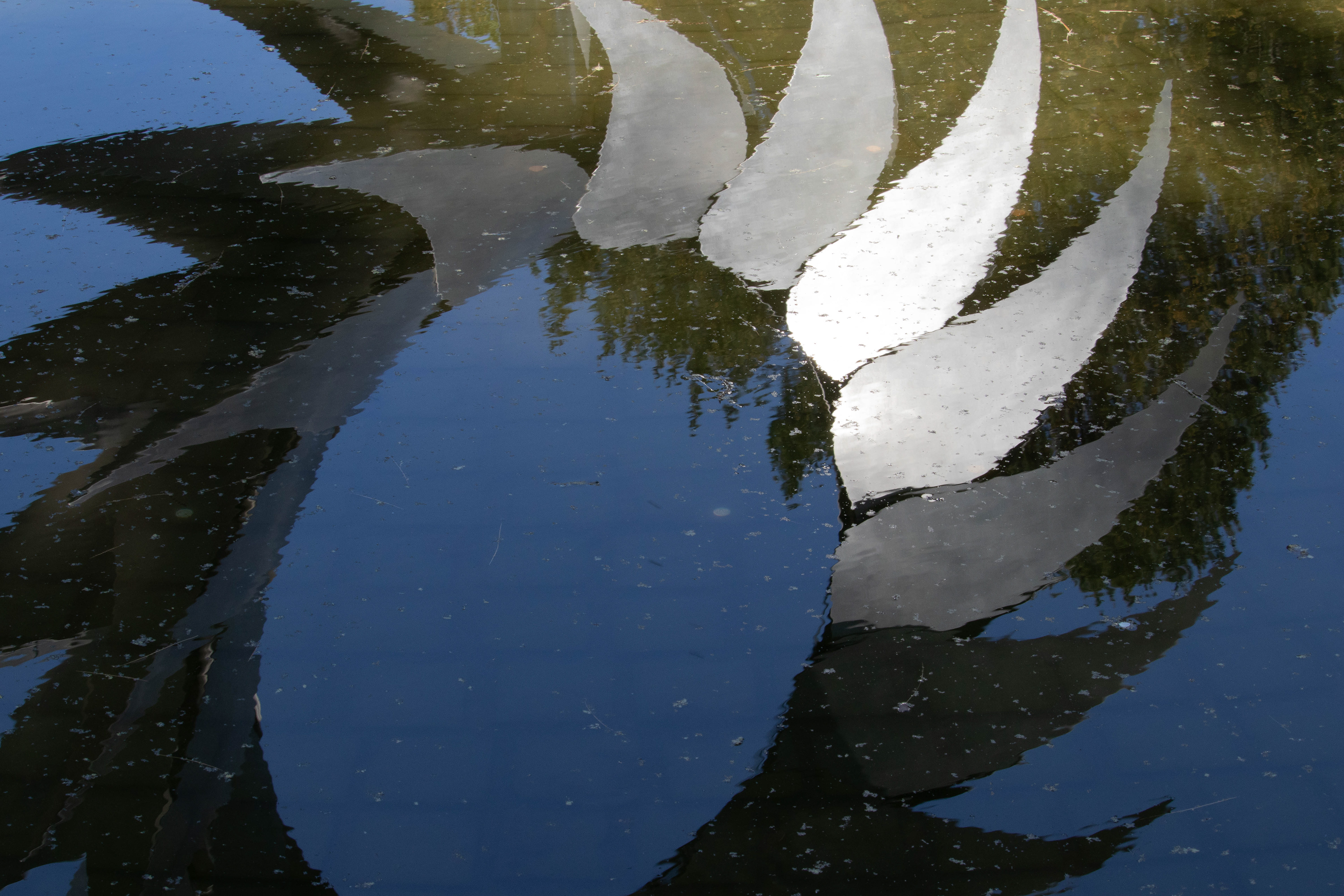 Reflections of Burle Marx