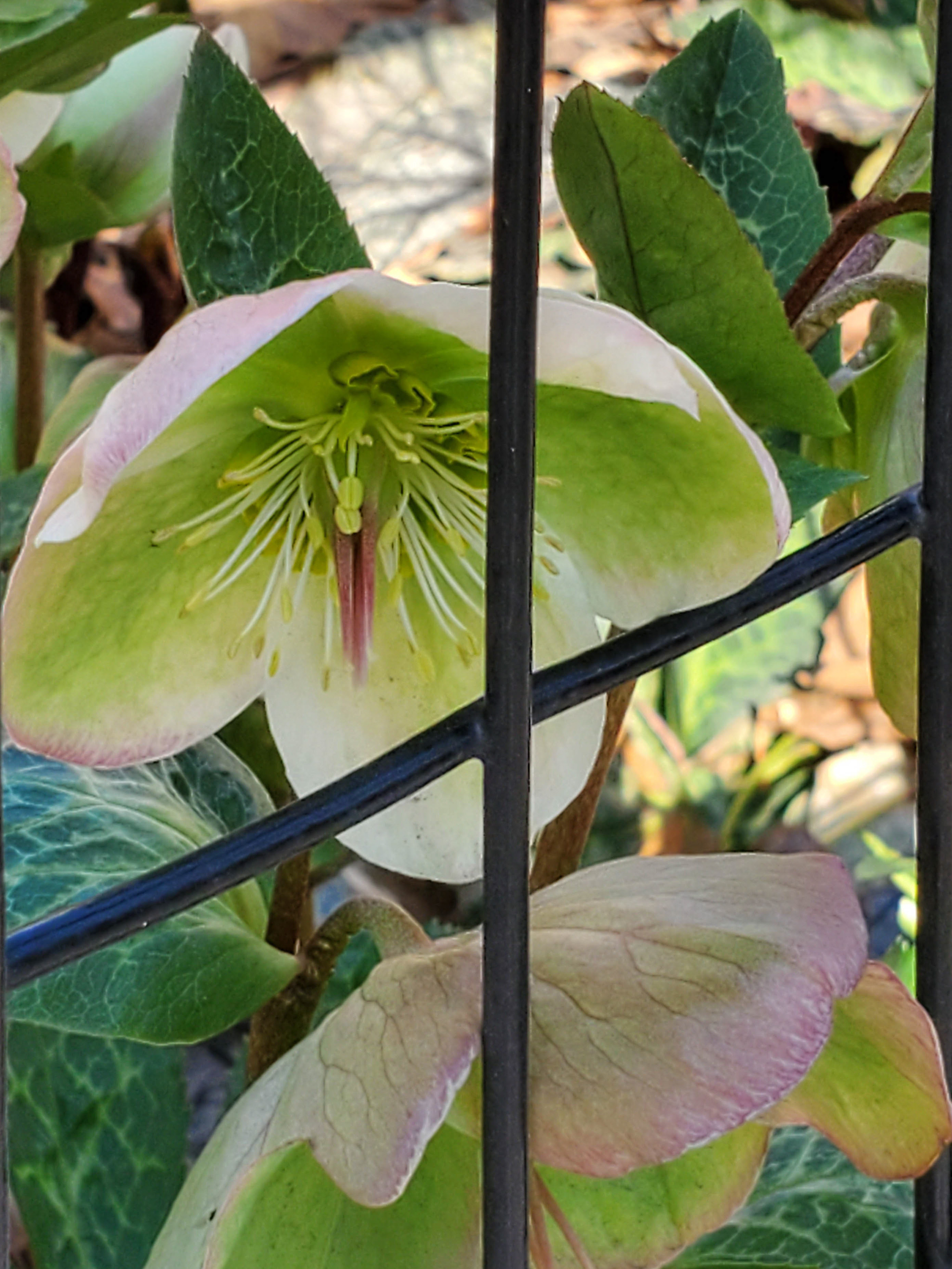 Hellebore longing